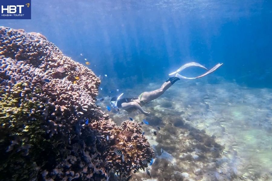 cham island snorkeling