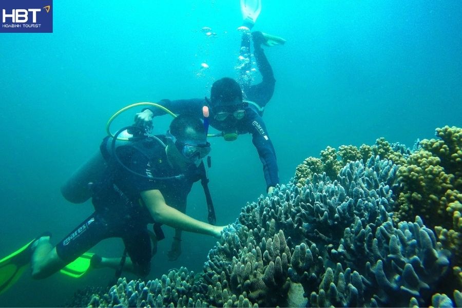 cham island snorkeling