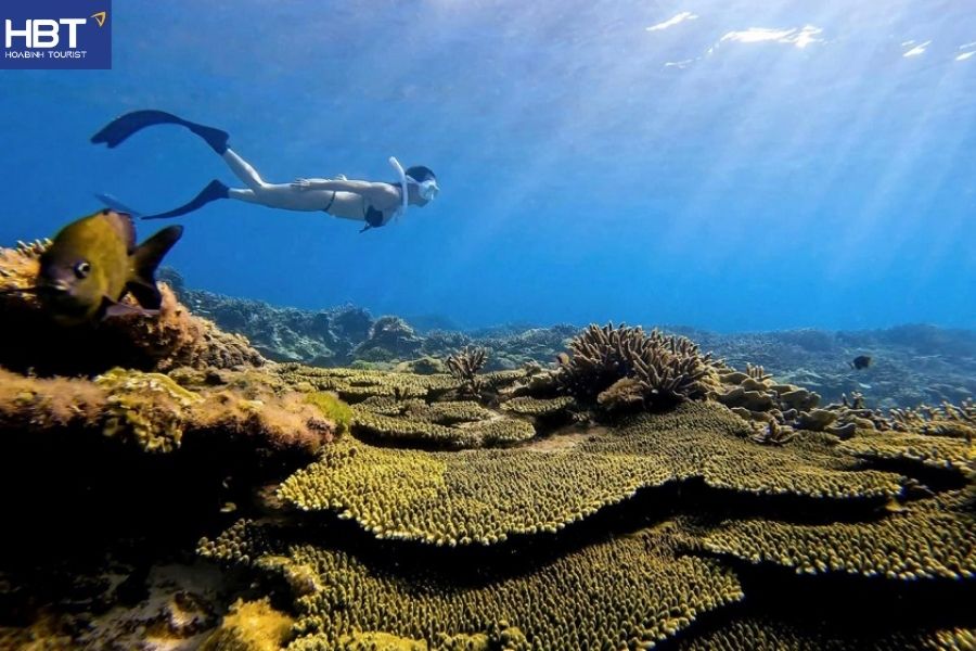cham island snorkeling
