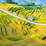 Mộc Châu mùa lúa chín