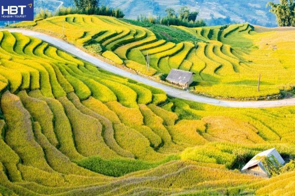 Mộc Châu mùa lúa chín