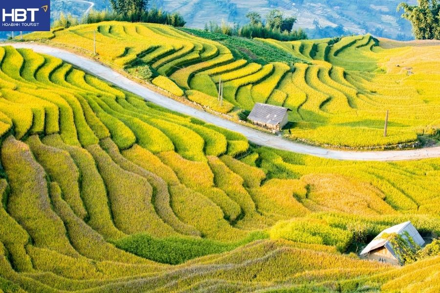 Mộc Châu mùa lúa chín
