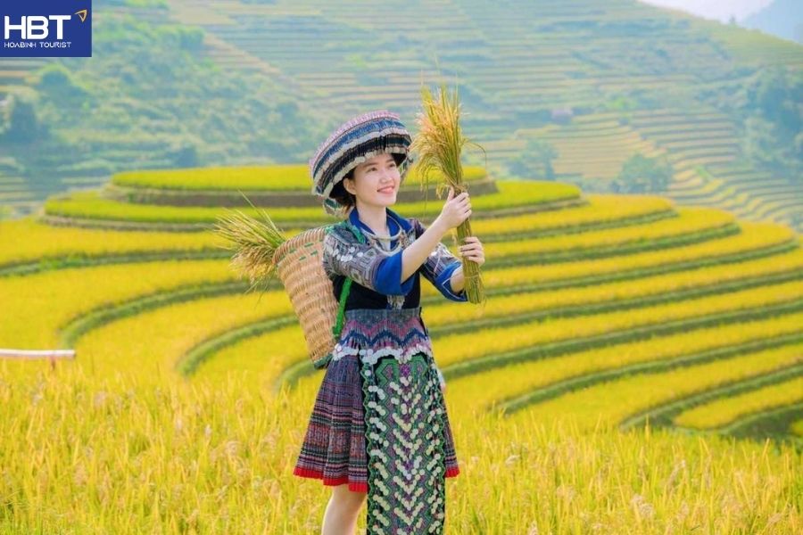 Mộc Châu mùa lúa chín