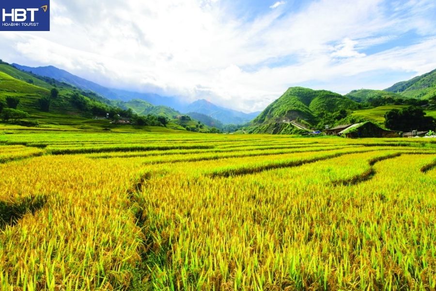 Mộc Châu mùa lúa chín