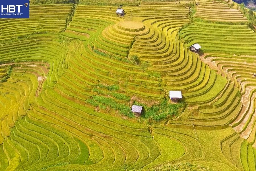 Mộc Châu mùa lúa chín