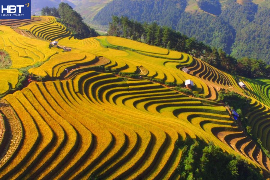 mùa lúa chín Sapa