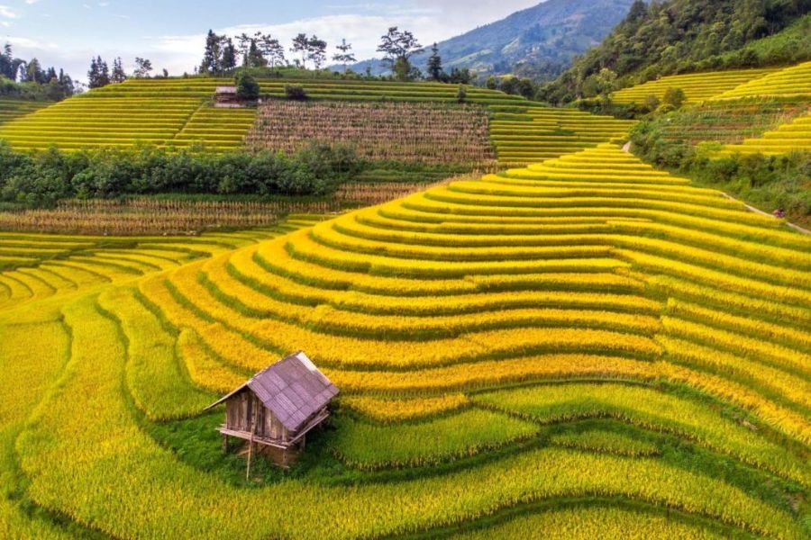mùa lúa chín Sapa