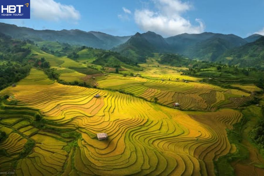 mùa lúa chín Sapa