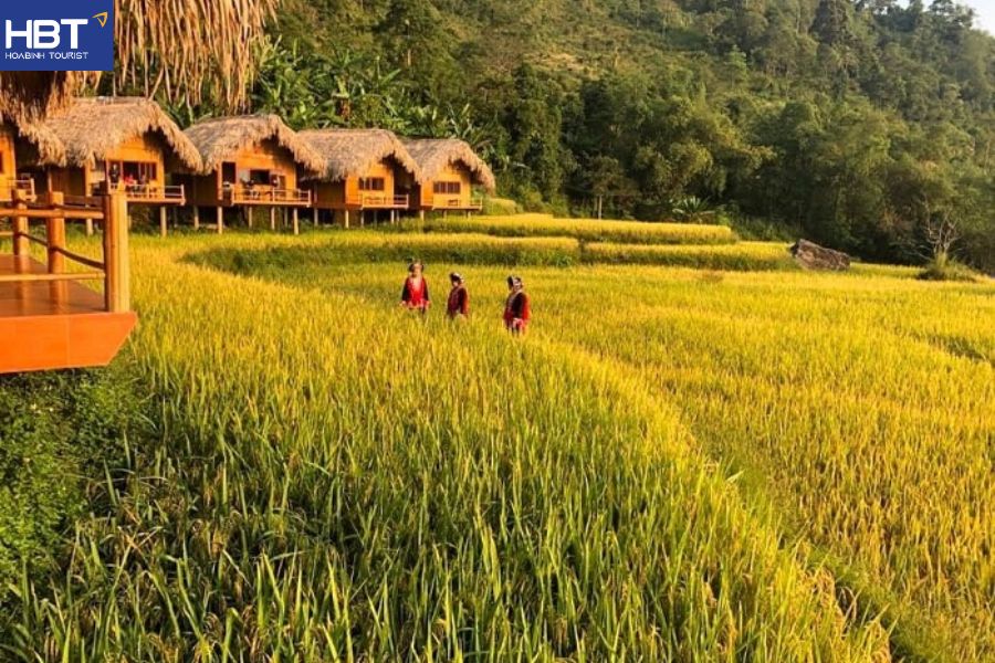 mùa lúa chín Sapa
