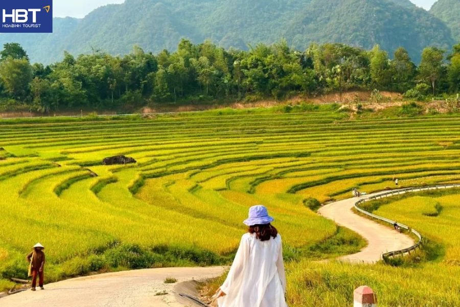 Pù Luông mùa lúa chín