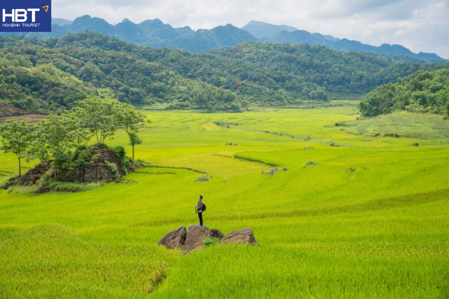 Pù Luông mùa lúa chín