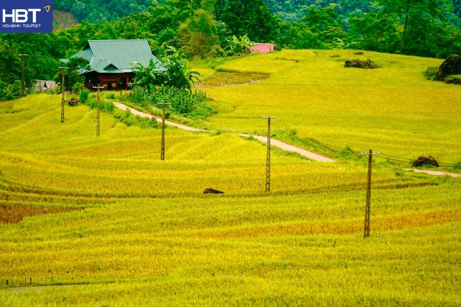 Pù Luông mùa lúa chín