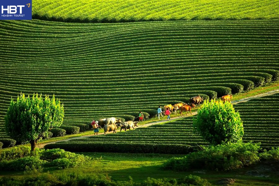 Mộc Châu Sơn La