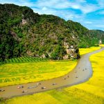 Tam Cốc mùa lúa chín