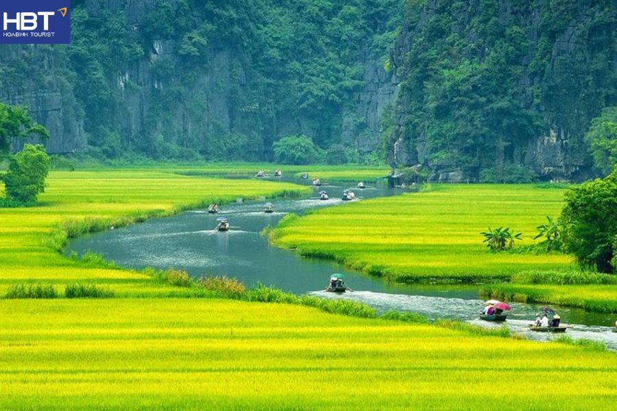 Tam Cốc mùa lúa chín
