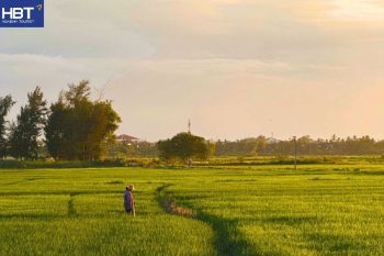Hoi An rice fields