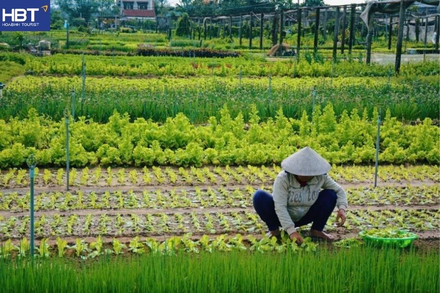 Hoi An rice fields