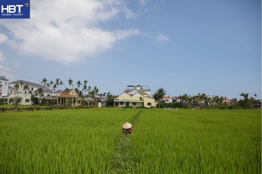 Hoi An rice fields