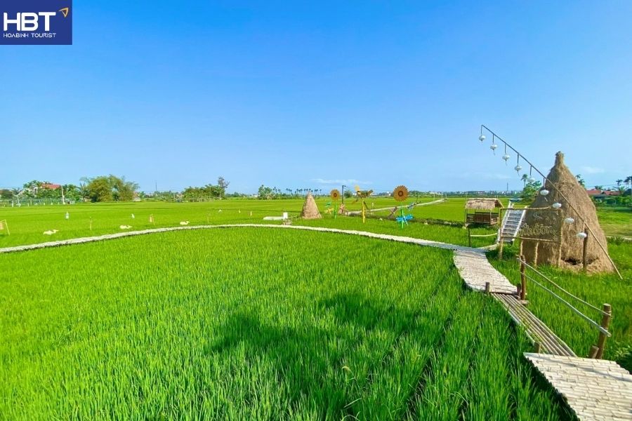 Hoi An rice fields