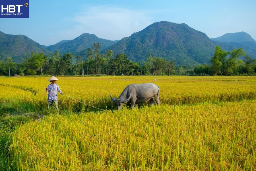 Hoi An rice fields