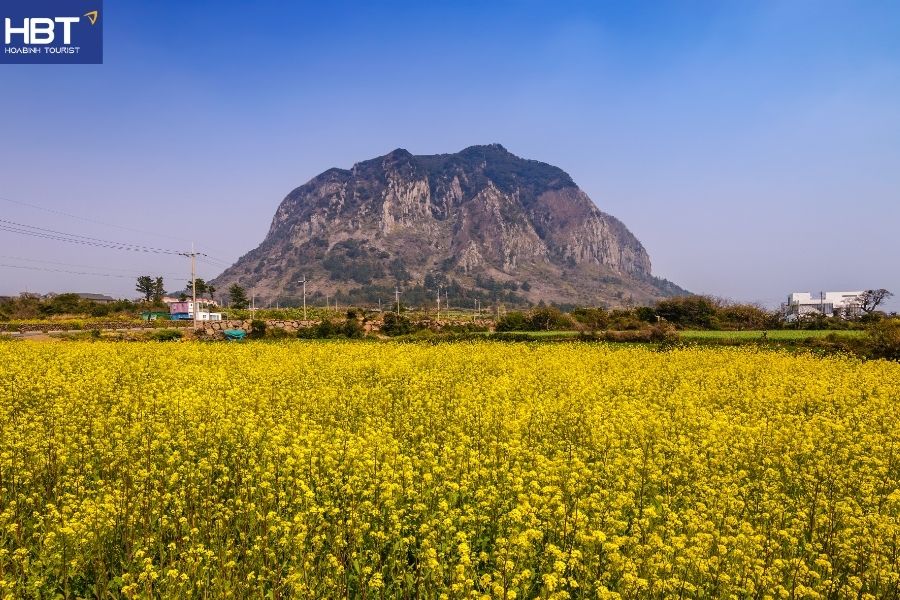 du lịch đảo Jeju Hàn Quốc