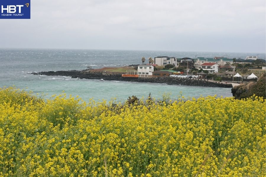 du lịch đảo Jeju Hàn Quốc