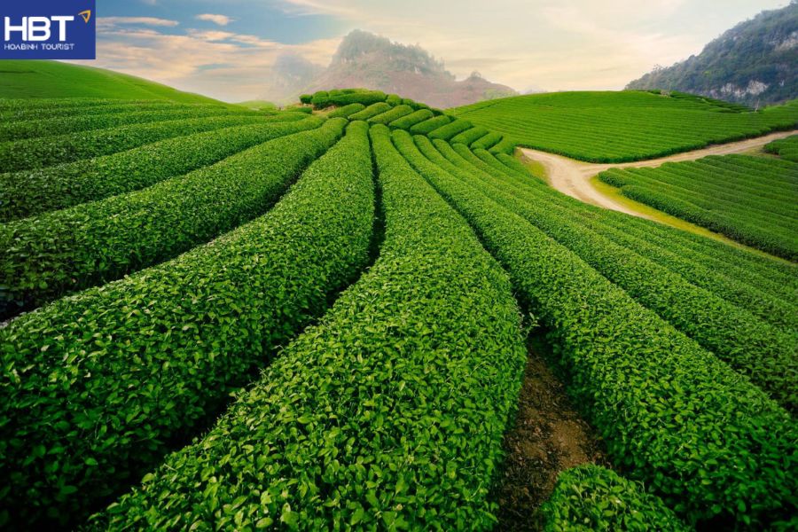 Đồi chè Trái Tim