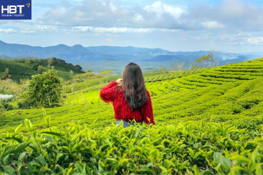 Đồi chè Trái Tim