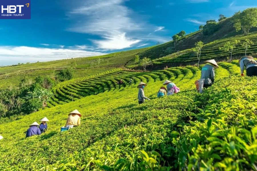 Đồi chè Trái Tim