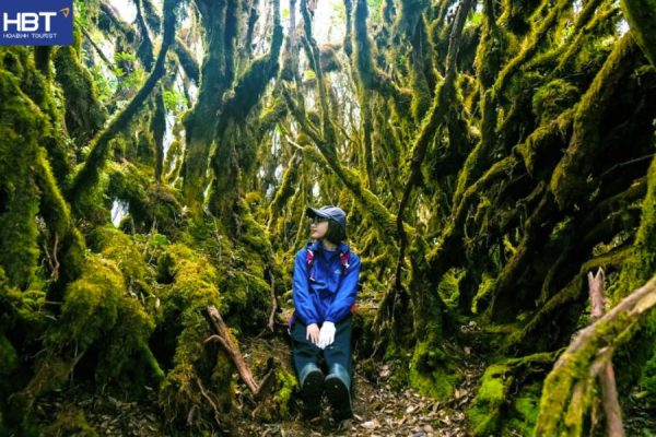 rừng rêu tà xùa