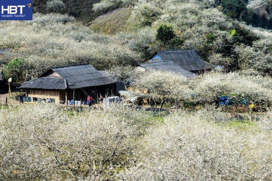 thung lũng mận Nà Ka