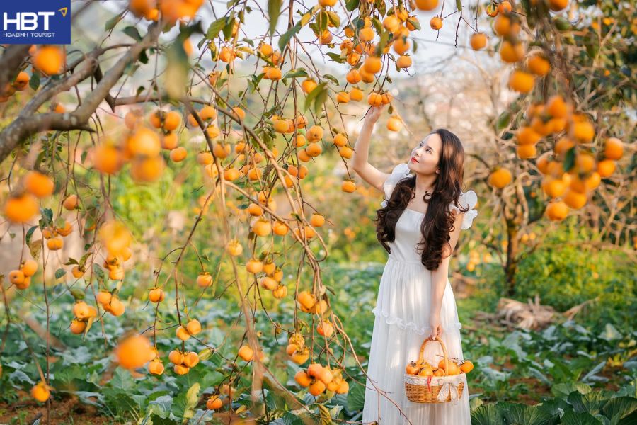 Vườn hồng mộc châu