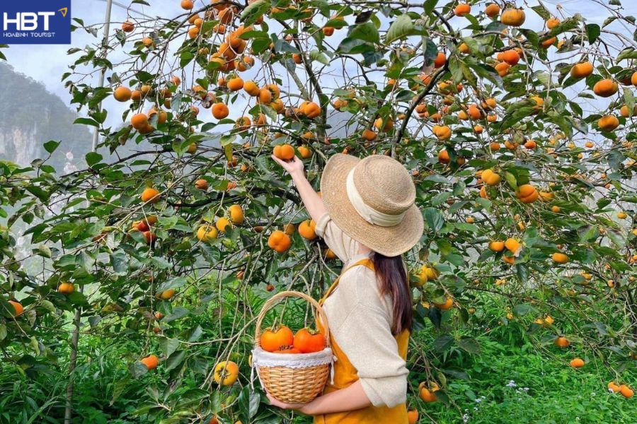 Vườn hồng mộc châu