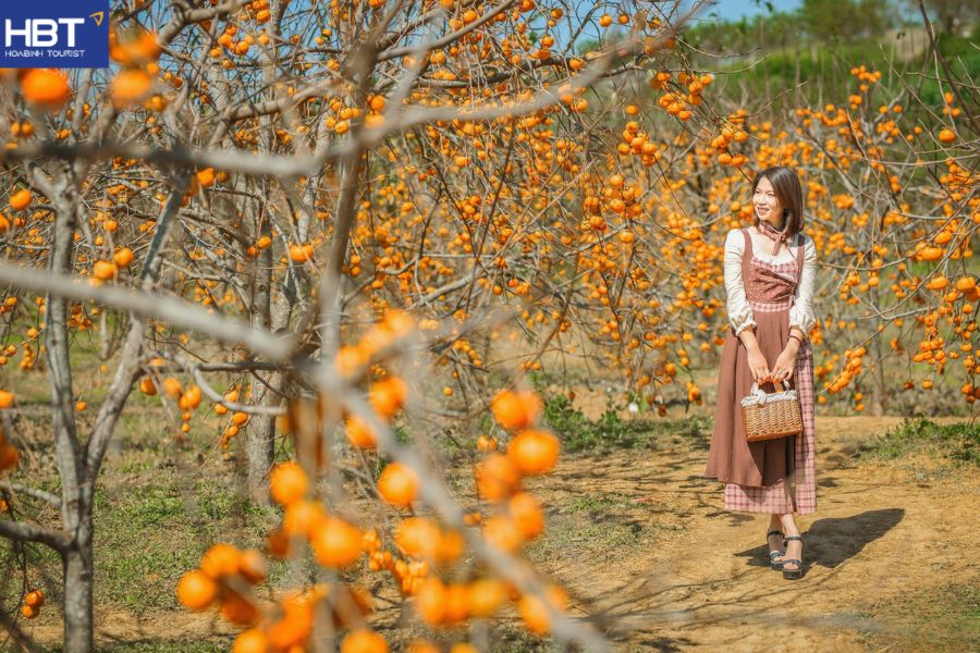 Vườn hồng mộc châu