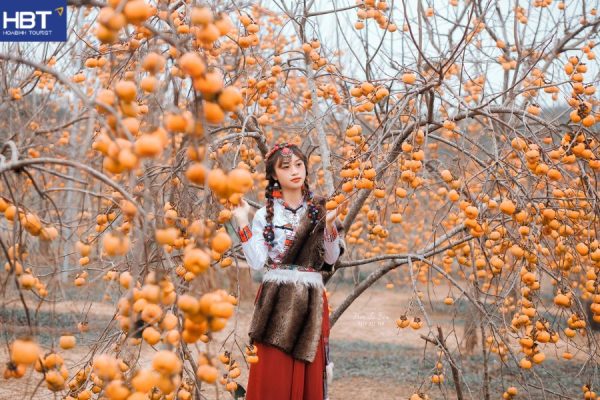 Vườn hồng mộc châu