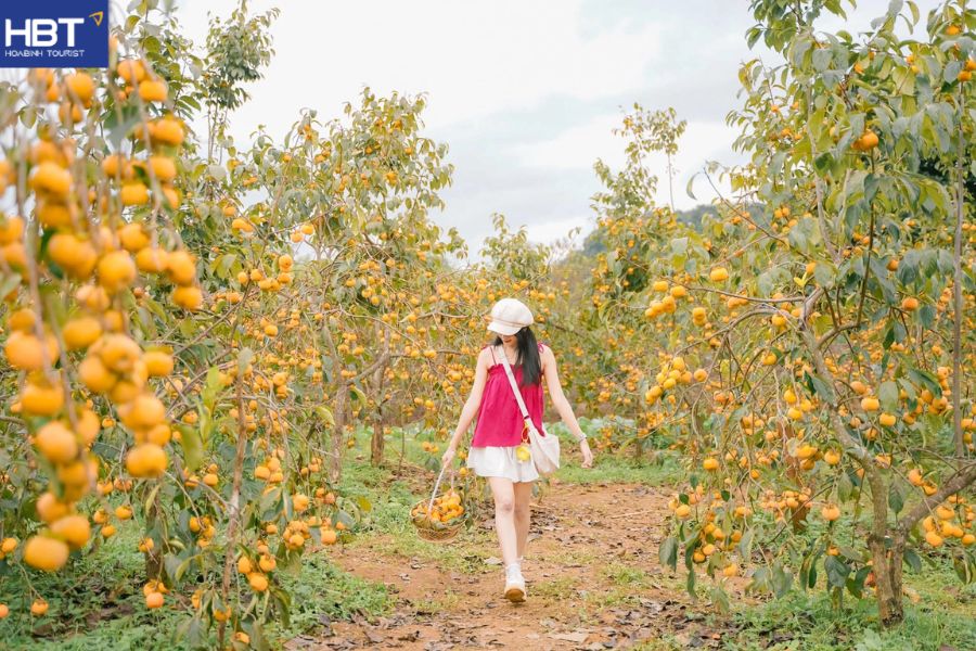 Vườn hồng mộc châu