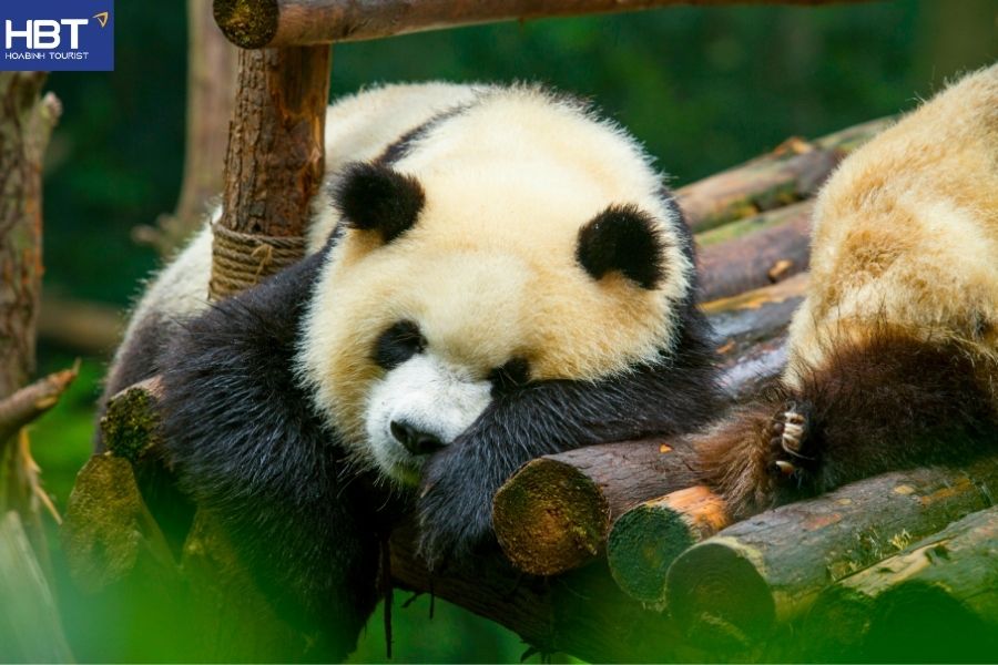 Du lịch Thành Đô